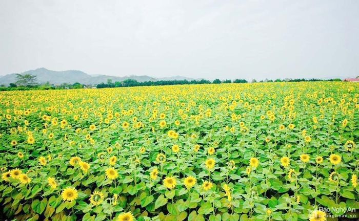 Cánh đồng hoa hướng dương (Nghĩa Đàn) nở rộ vào dịp đón Xuân Quý Mão 2023. Ảnh: CSCC
