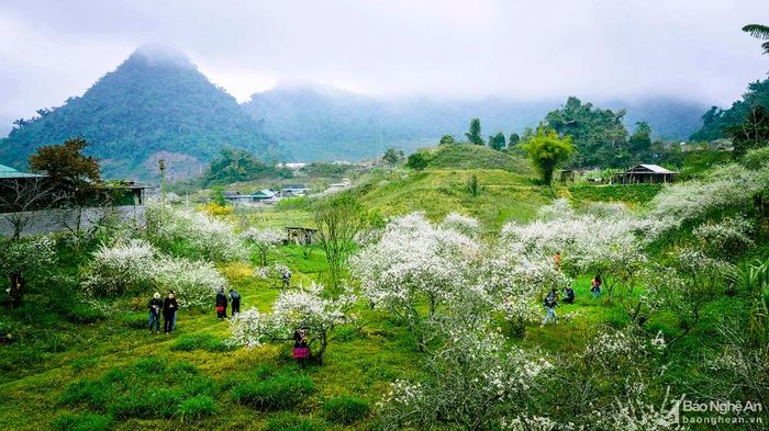 Thung lũng hoa Mường Lống (Kỳ Sơn). Ảnh: Hồ Nhật Thanh