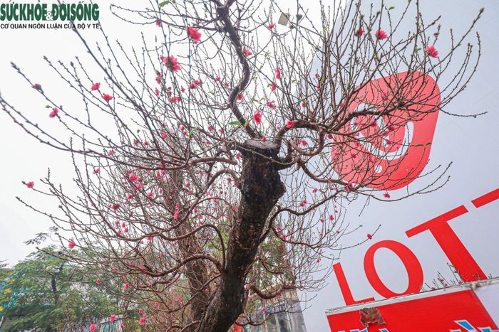 Một số cây đã bung nở những bông hoa đầu tiên. Theo tiểu thương thì tùy vào cách chăm sóc mà cây đào có thể nở hoa vào đúng thời điểm Tết Nguyên đán Quý Mão 2023.