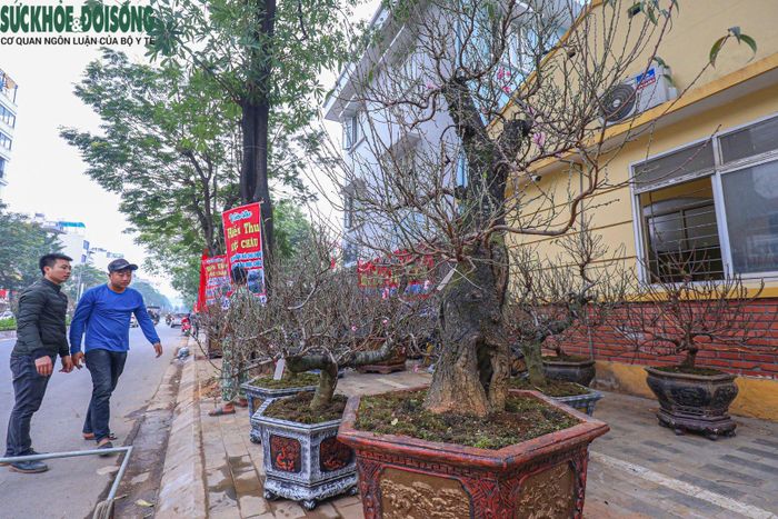Để đánh giá cây đào cổ thụ đẹp, phải dựa vào nhiều yếu tố như độ tuổi của cây, thế của cây, hoa... cây có tuổi thọ cao càng có giá trị. Nhưng để thấy được những giá trị này của cây đào thì cần người am hiểu, người chơi đào lâu năm mới có thể biết được.