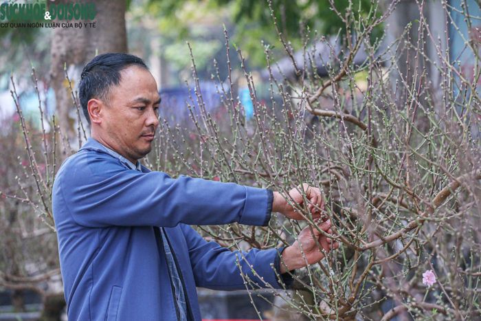 Việc chăm chút cho cây đào được tiểu thương chú trọng, nhiều người xác định được giá trị của cây đào rất lớn, nếu năm nay không thể bán được thì để tới năm sau, năm sau nữa sẽ càng có giá.