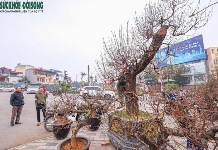 Người đi đường vô cùng hứng thú với những cây đào với chiều cao 3, 4 mét. Nhiều người dừng lại để chụp ảnh và cũng không khỏi ngạc nhiên khi người bán tiết lộ giá trị của cây đào.
