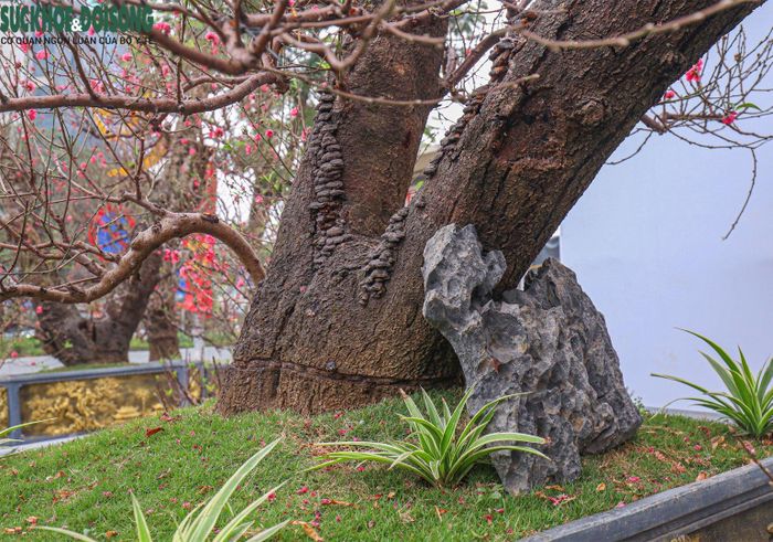Đối với nhiều khách hàng không chơi đào vẫn có thể cảm nhận được giá trị của những gốc đào có chu vi gần 1 mét.
