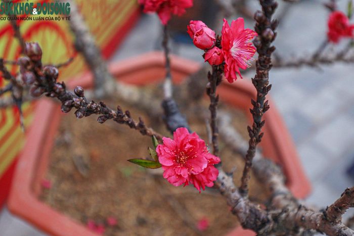Thị trường cây cảnh đang bước vào giai đoạn sôi động nhất khi chỉ còn hơn 1 tuần nữa là Tết Nguyên đán quý Mão 2023 diễn ra.