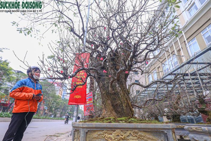 Đối với một số cây đào lớn, có giá trị đã được người bán vận chuyển từ các tỉnh Tây Bắc xuống Hà Nội, nhiều cây phải thuê cần cẩu lên xe tải và mất 1 thậm chí 2 ngày mới vận chuyển đến nơi.
