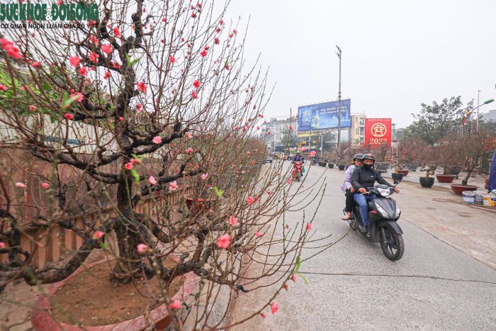 Với mức giá từ vài triệu cho tới vài chục triệu, những cây đào này về cơ bản là rất kén người mua. Đối với những "siêu đào" giá cao hơn nữa chủ yếu chỉ cho thuê chứ khó có ai mua được.