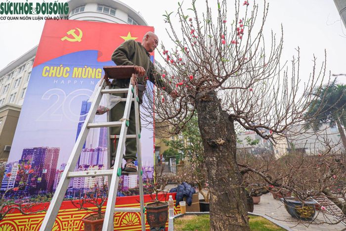 Những "siêu đào" với giá trị hàng chục, hàng trăm triệu đồng đã xuất hiện trên các tuyến phố.
