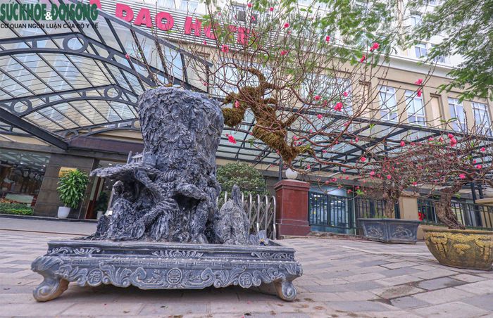 Với tuổi đời lâu năm và thế đào đẹp, người bán tự tin sẽ có khách hàng đặt mua hoặc thuê dù chi phí phải bỏ ra là tương đối lớn.