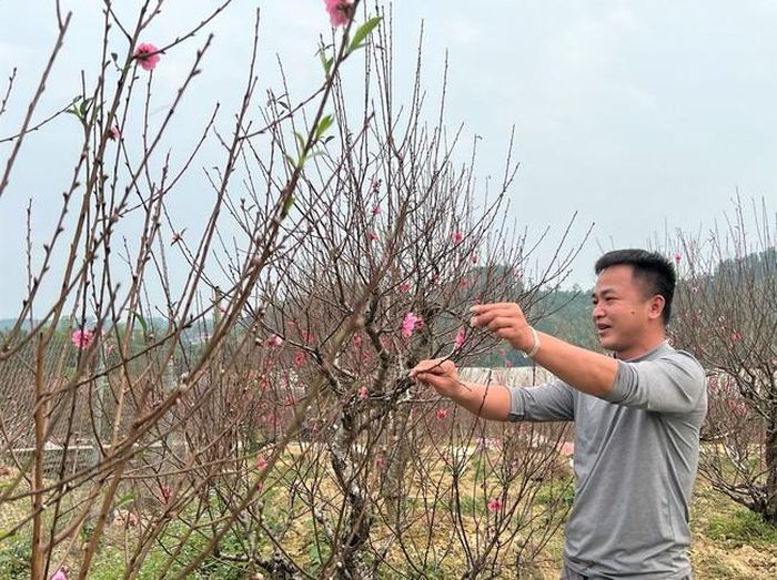 Nhà vườn Đức Anh (làng đào Nam Phong) tất bật chuẩn bị đào phục vụ Tết