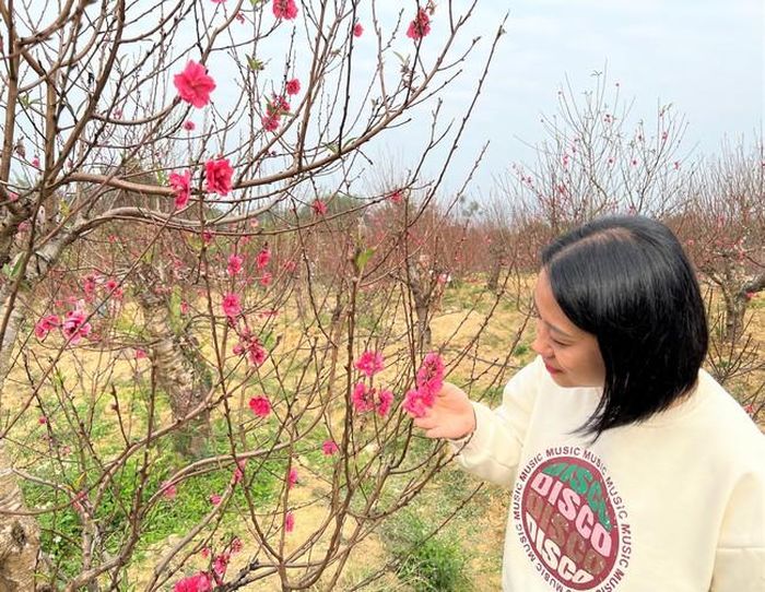 Du khách đến thăm quan khi làng đào Nam Phong vào vụ Tết