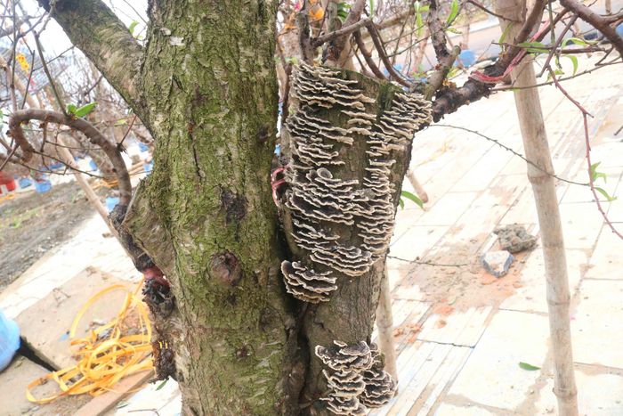 Trên những cây đào, cành đào lâu năm không chỉ có rêu mốc mà còn có cả nấm, phong lan... đẹp một cách tự nhiên. Giá đào "khủng" ở thị trấn Đô Lương được rao bán từ vài triệu đồng đến trên chục triệu đồng/cây (cành). Ảnh: Huy Thư