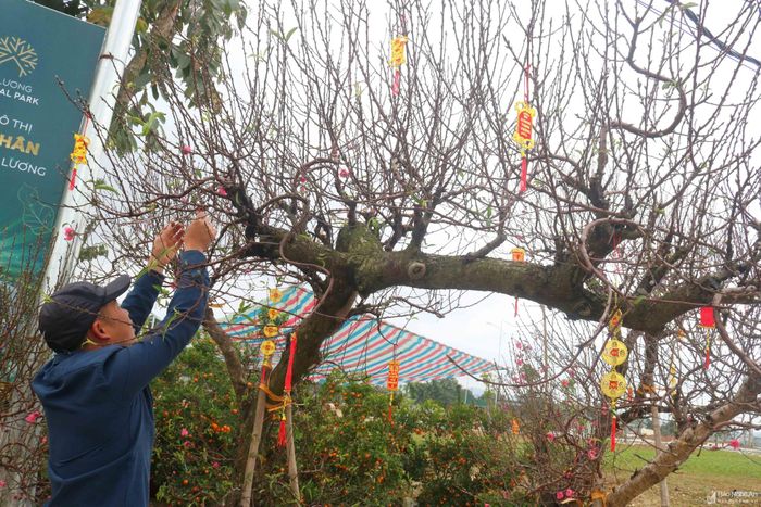 Một người buôn đào đang trang trí thêm phụ kiện cho cây đào thế rồng lượn được rao bán với giá 15 triệu đồng. Ảnh: Huy Thư