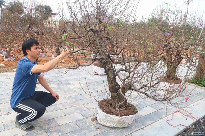 Theo một lái buôn ở thị trấn Đô Lương, hiện loại đào này đang được trưng bày để khách hàng đến ngắm, thưởng lãm là chủ yếu, chứ chưa có người mua, khoảng 25 tháng Chạp trở đi mới bán được. Ảnh: Huy Thư