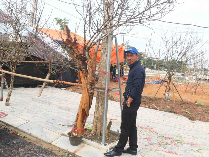 Một cành đào "độc" bị mối ăn lộng thân chính, bong tróc hết vỏ, giác, nhưng cành con vẫn đâm chồi nở hoa. Nhiều người thích cành đào này bởi ở nó thể hiện mãnh liệt khát vọng sống, bất chấp hoàn cảnh để vươn lên. Ảnh: Huy Thư