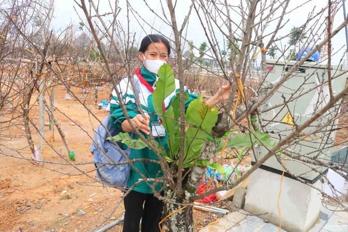 Thị hiếu về đào Tết của người dân xứ Lường đã có nhiều thay đổi, ngày càng có nhiều người thích chơi những cây đào, cành đào lớn, độc, lạ... Những cành đào gắn liền với những cây phong lan xanh tốt được khách hàng ưa thích. Ảnh: Huy Thư