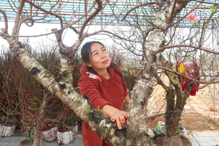 Chị Nguyễn Thị Hường (41 tuổi trú ở xã Lưu Sơn (Đô Lương) cho biết, dịp này chị đưa từ Sa Pa về 25 gốc đào để bán ở thị trấn Đô Lương. Do việc di chuyển những cây đào lớn phức tạp, lại kén chọn người mua, nên chị không dám lấy về nhiều. Ảnh: Huy Thư