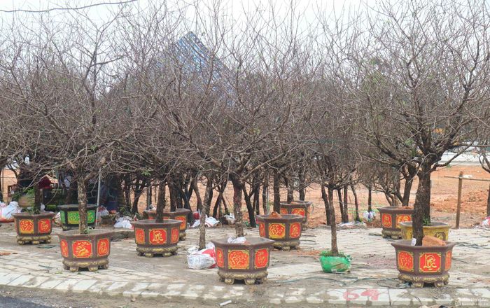 Đi liền với đào là những chiếc chậu bắt mắt. Theo những người bán đào, phải có chậu phù hợp mới tôn được vẻ đẹp của cây đào. Ảnh: Huy Thư