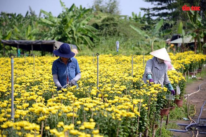 Tại cánh đồng hoa trên đường Lê Thị Riêng (Quận 12) không khí lao động rất khẩn trương. Nông dân có mặt từ sáng sớm và làm việc đến chiều tối.