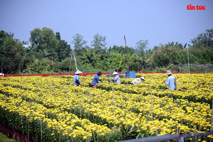 Các hộ trồng hoa đang tất bật những công đoạn nước rút, chuẩn bị cung ứng ra thị trường.