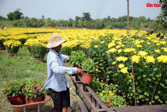 Hoa Tết được nhà vườn vận chuyển lên xe kéo đưa ra ngoài đường bán.