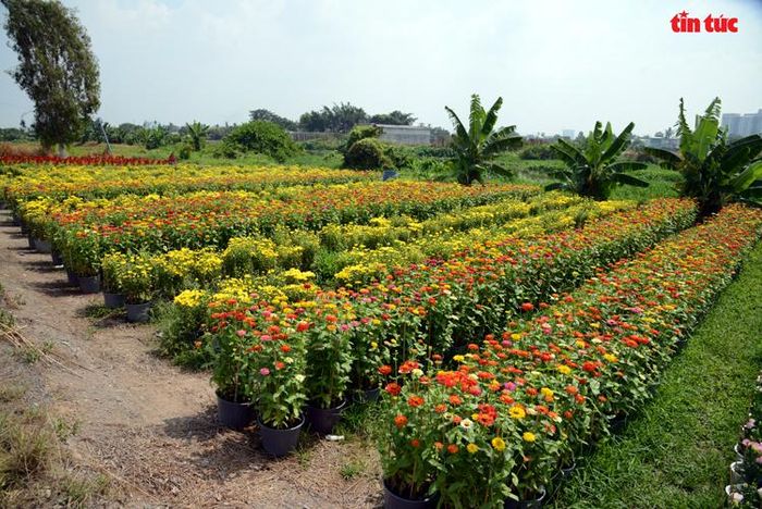 Các loại cúc trên cánh đồng hoa Tết ở TP Hồ Chí Minh.