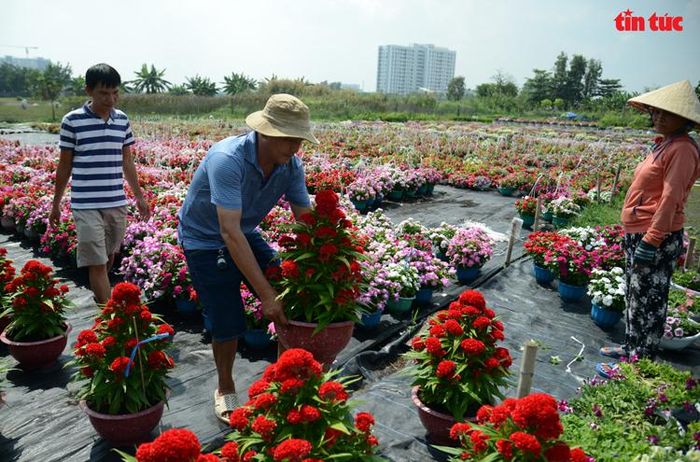 Một cặp chậu hoa mào gà bán tại vườn là 140.000 đồng.