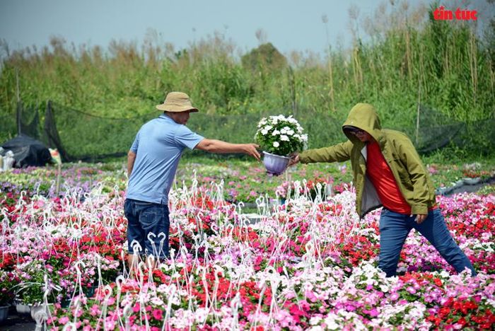 Nhiều người dân vào tận vườn để mua hoa đem về trưng Tết.