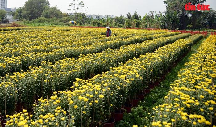 “Bức tranh” sắc màu trên cánh đồng hoa Tết ở TP Hồ Chí Minh.