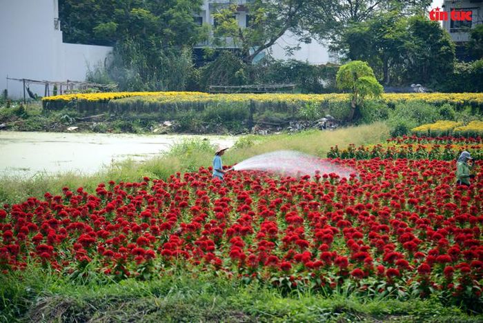 Mỗi sáng sớm, thời tiết TP Hồ Chí Minh thường có sương mù nên người dân phải tưới nước để thau rửa cho cây