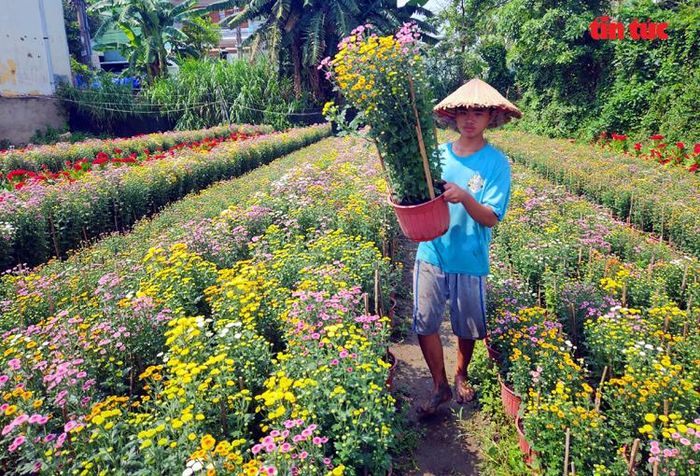 Hoa Calimero mua tại vườn với giá 130.000 đồng/cặp.