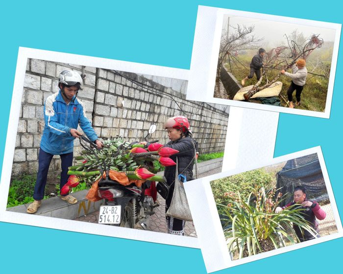 Đồng bào vùng cao đưa hoa đào, hoa lan, hoa chuối rừng xuống phố bán cho khách chơi tết.