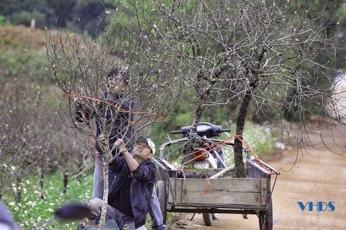 Bên cạnh quất cảnh, các làng trồng đào cũng nhộn nhịp không kém. Đây chính là thời điểm họ chờ đón nhất trong năm.