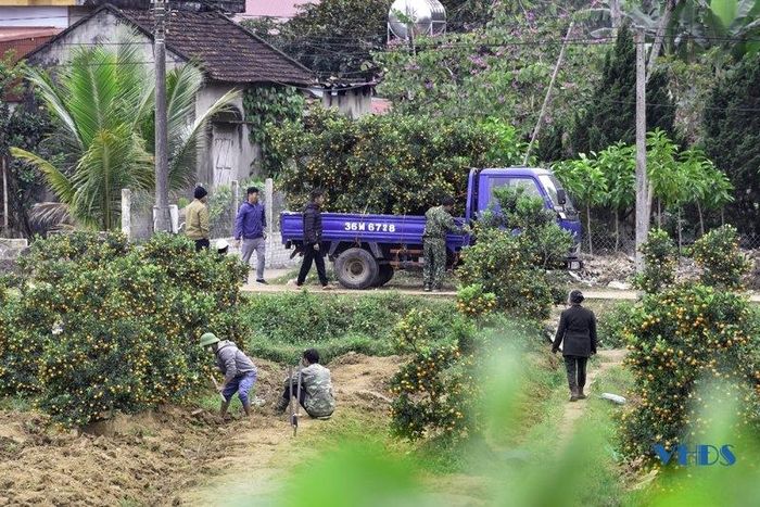 Những ngày gần đây, tại các làng cây cảnh xứ Thanh như: Xuân Du (Như Thanh); Hợp Lý, Hợp Tiến (Triệu Sơn); Quảng Chính (Quảng Xương)… luôn tất nập người ra vào.