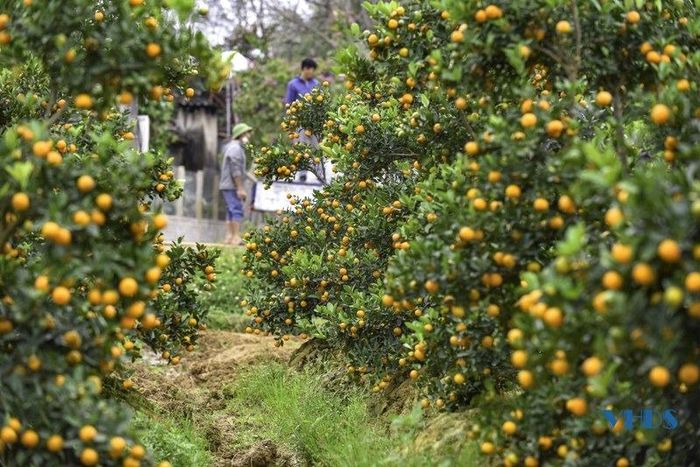 Những cánh đồng quất đã đậm màu, chín rộ.