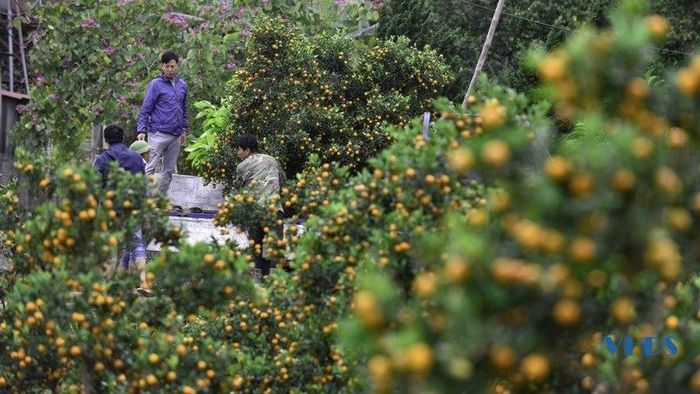 Các thương lái cũng đến tận vườn đánh quất để kịp bán ra thị trường.