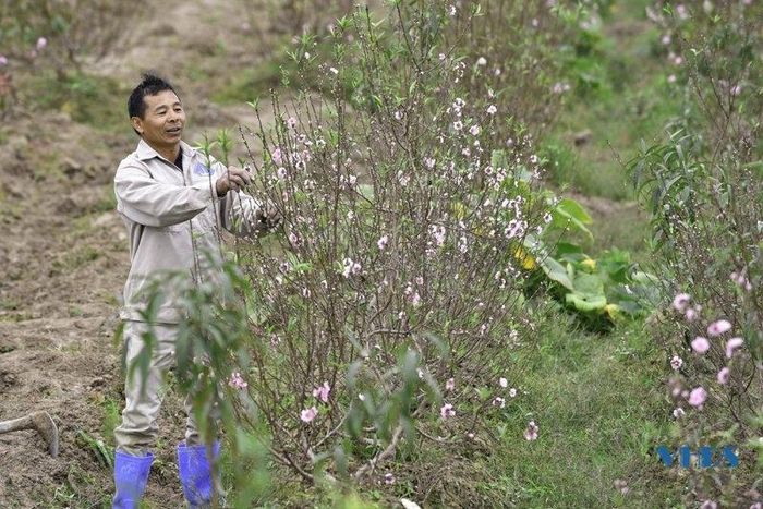 Nhiều ruộng đào 2 đến 3 năm tuổi đã bung hoa rực rỡ đón Tết.