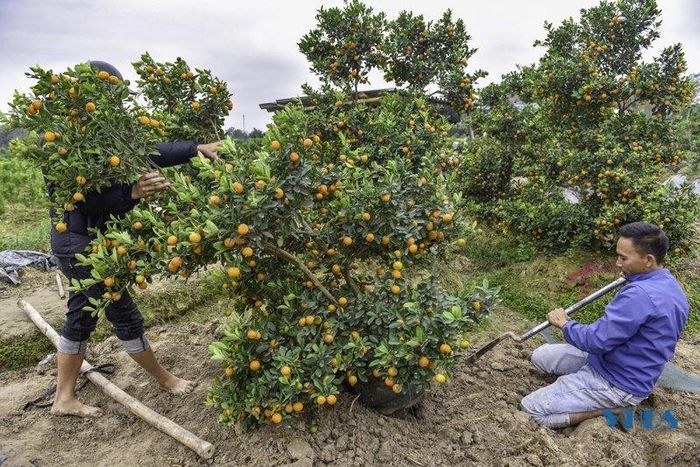 Đây là thời điểm người trồng hoa, cây cảnh bận rộn và dồn sức nhiều nhất cho việc thu hoạch.