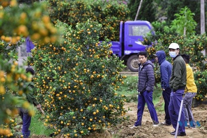 Nhiều người đến tìm mua cho gia đình mình những cây đào, cây quất ưng ý nhất về chơi Tết.