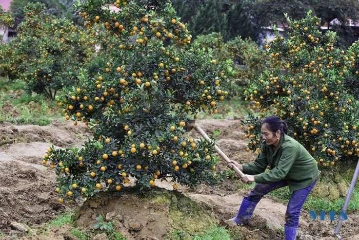 Anh Lê Đăng Duân, thôn 3, xã Hợp Tiến, huyện Triệu Sơn cho biết: “Gia đình tôi trồng được khoảng 700 gốc quất thế. Với giá bán từ 1,5 triệu đồng/cây trở lên tùy từng loại đẹp – xấu, có những cây giá cả chục triệu đồng. Hiện toàn bộ số quất còn lại tại vườn của gia đình tôi đều đã có chủ”.