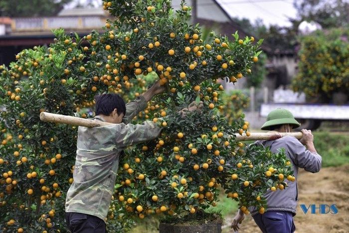 Mọi hoạt động đều khẩn trương.