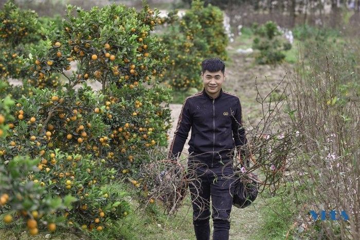 Nhà vườn đang khẩn trương bứng đào để kịp đưa đến điểm tập kết bán cho khách.