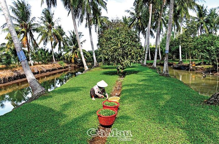 Nông dân xã An Xuyên, TP Cà Mau cải tạo vườn tạp, nhân rộng mô hình vườn rau, ao cá mang lại hiệu quả kinh tế ổn định, làm đẹp diện mạo nông thôn.
