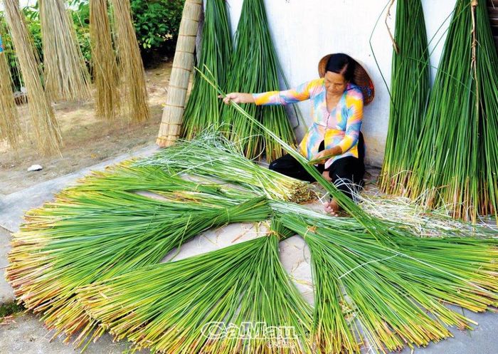 Người dân quê vẫn duy trì nghề truyền thống, tạo nét đẹp độc đáo ở xã NTM. (Trong ảnh: Bà Huỳnh Thị Tua, 71 tuổi, Ấp 4, xã Tân Lộc Bắc, huyện Thới Bình, chẻ lác, chuẩn bị dệt chiếu đón Tết).