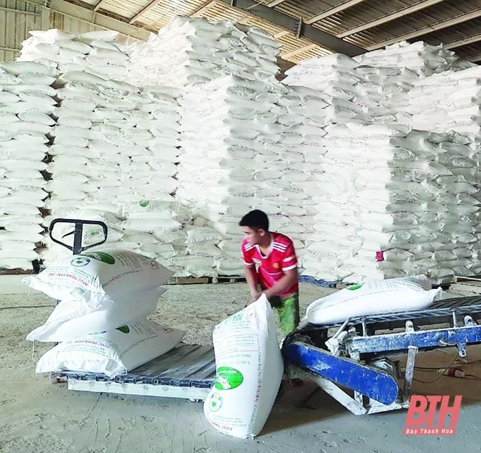 Tinh bột sắn của Nhà máy Chế biến tinh bột sắn Phúc Thịnh, xã Phúc Thịnh (Ngọc Lặc) được tập kết vào kho để xuất khẩu.