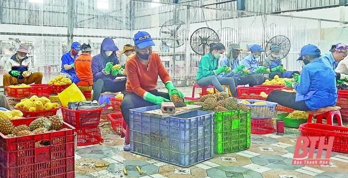 Chế biến dứa đóng hộp phục vụ xuất khẩu tại Công ty CP Chế biến và Xuất khẩu nông sản Việt, phường Long Anh (TP Thanh Hóa).