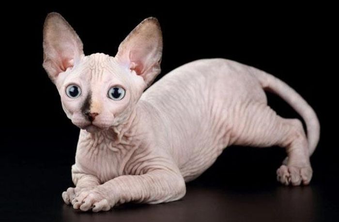 Mèo Elf. 
