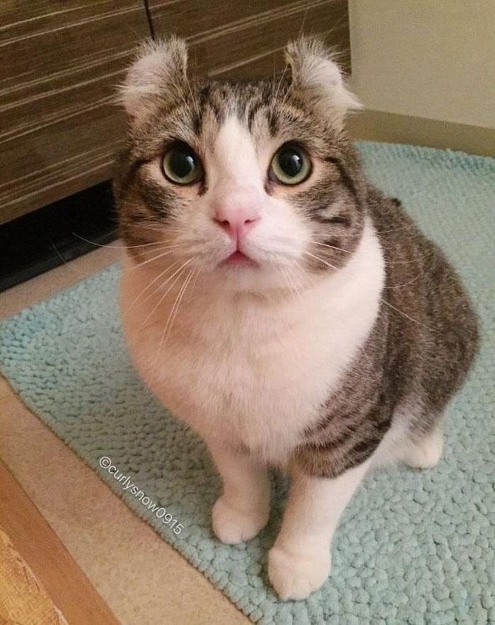 Mèo American Curl. 