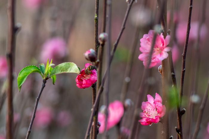  Đào Nhật Tân nổi tiếng với những cánh hoa to, nhiều cánh dày và nhiều nụ lộc. 