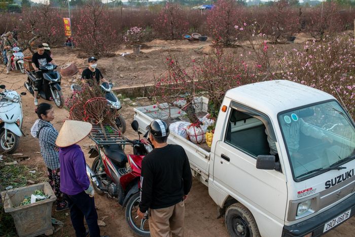  Không khí tất bật vận chuyển đào khỏi vườn những ngày giáp Tết. Người mua có thể thuê nhà vườn đưa về tận nhà. 