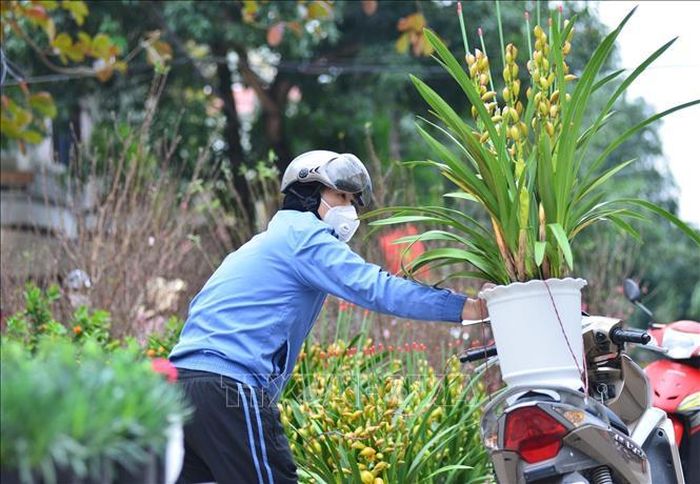 Người dân mua cây hoa, cây cảnh về chơi Tết.